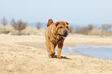 SHAR-PEI 723